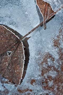 Echoes : Leaves in Ice : Evelyn Jacob Photography