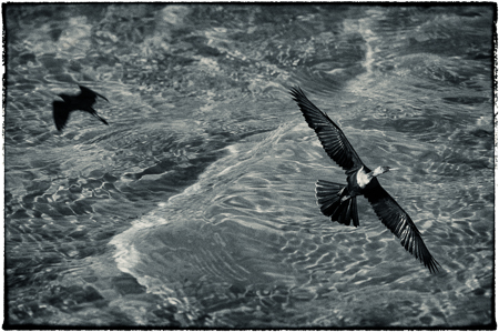 The Rift : "Birds of the Deep Waters" : Evelyn Jacob Photography