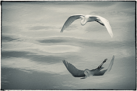 Moving toward Center : "Birds of the Deep Waters" : Evelyn Jacob Photography