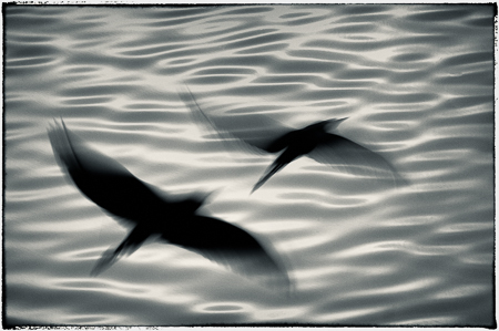 Joy in Motion : "Birds of the Deep Waters" : Evelyn Jacob Photography