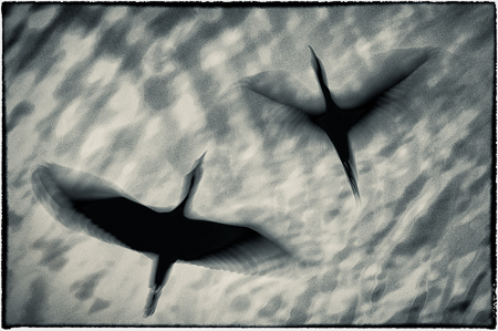 Vibrations : "Birds of the Deep Waters" : Evelyn Jacob Photography