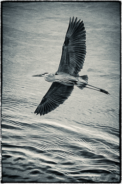 Aligned : "Birds of the Deep Waters" : Evelyn Jacob Photography