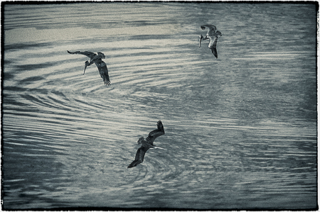 Searching : "Birds of the Deep Waters" : Evelyn Jacob Photography