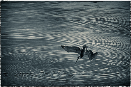 The Plunge : "Birds of the Deep Waters" : Evelyn Jacob Photography