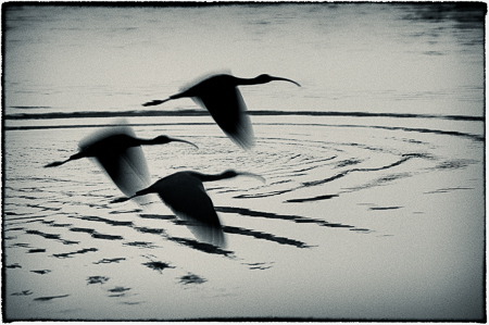 Sharing the Vista : "Birds of the Deep Waters" : Evelyn Jacob Photography