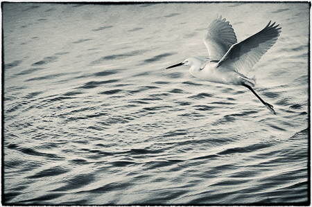 Touching Infinity : "Birds of the Deep Waters" : Evelyn Jacob Photography