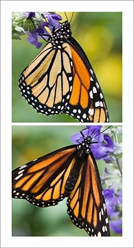 Monarch Diptych : Mid-Atlantic Butterflies : Evelyn Jacob Photography