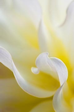 Wynn's Farmer John Closeup : Garden Flowers : Evelyn Jacob Photography