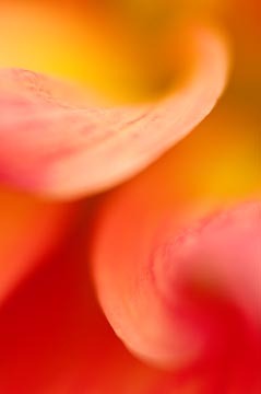 Dahlia Swirls : Garden Flowers : Evelyn Jacob Photography