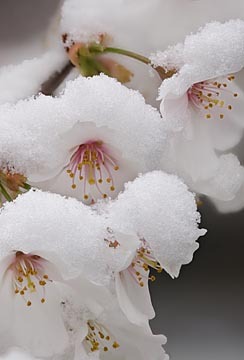 Cherry Blossoms in Snow : Garden Flowers : Evelyn Jacob Photography