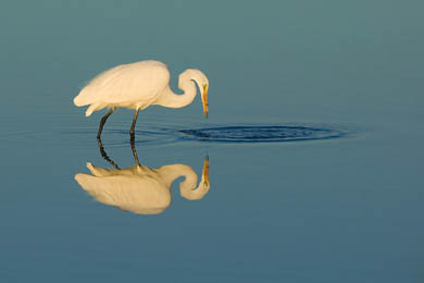 Great Egret Fishing : Birds : Evelyn Jacob Photography