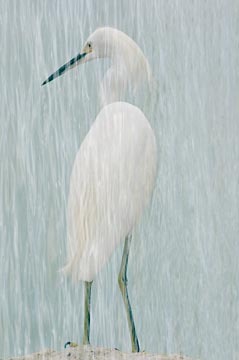 Snowy Egret with Surf (Multiple Exposure) : Birds : Evelyn Jacob Photography