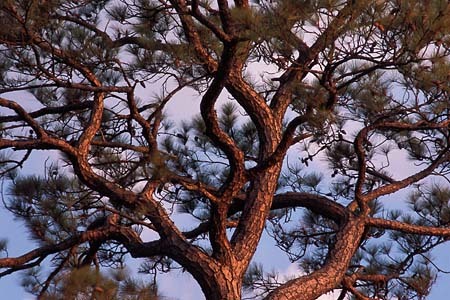 Pine at Sunset, Virginia : Views of the Land : Evelyn Jacob Photography