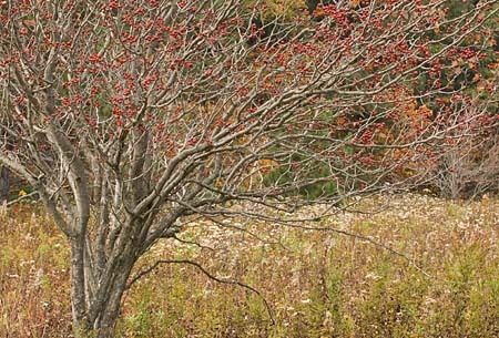 Berries in Meadow, West Virginia : Views of the Land : Evelyn Jacob Photography