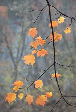 The Last Leaves, Potomac River Gorge : Views of the Land : Evelyn Jacob Photography