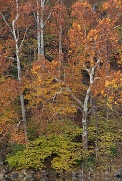 Sycamores at Widewater, C & O Canal, Maryland : Views of the Land : Evelyn Jacob Photography