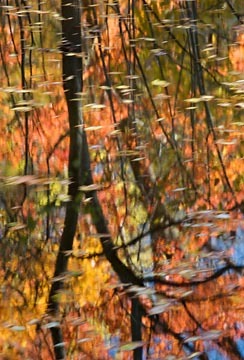 Reflection in C & O Canal, Maryland : Views of the Land : Evelyn Jacob Photography