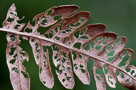 Dried Fern #2 : Views of the Land : Evelyn Jacob Photography