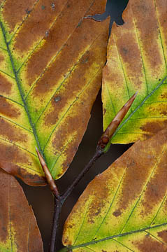 Beech Leaves in Transition : Views of the Land : Evelyn Jacob Photography