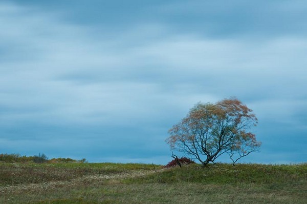 Lone Tree at Dusk, West Virginia : Views of the Land : Evelyn Jacob Photography