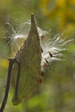 Backlit Milkweed : Views of the Land : Evelyn Jacob Photography