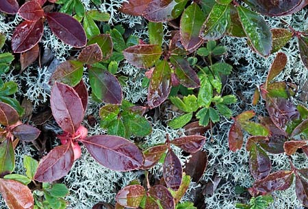 Tundra in Fall, Dolly Sods, West Virginia : Views of the Land : Evelyn Jacob Photography