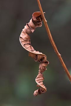 Dried Fern #1 : Views of the Land : Evelyn Jacob Photography