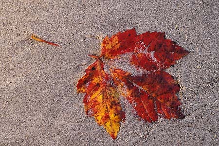 Leaf in Sand, Maine : Views of the Land : Evelyn Jacob Photography