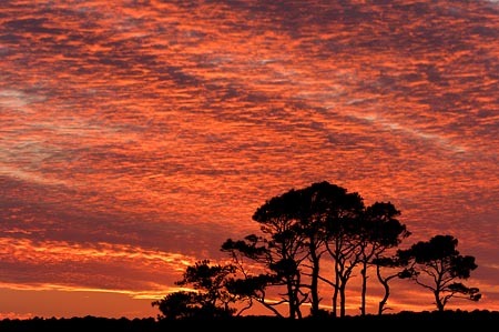 Chincoteague Pines at Sunset, Chincoteague NWR, Virginia : Views of the Land : Evelyn Jacob Photography