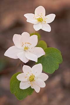 Rue Anemone : Mid-Atlantic Wildflowers : Evelyn Jacob Photography