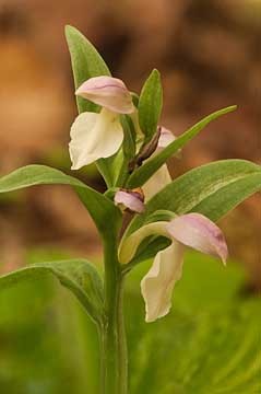 Showy Orchis : Mid-Atlantic Wildflowers : Evelyn Jacob Photography