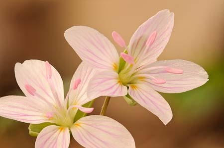 Spring Beauty : Mid-Atlantic Wildflowers : Evelyn Jacob Photography