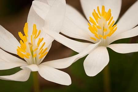 Bloodroot : Mid-Atlantic Wildflowers : Evelyn Jacob Photography