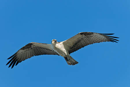 Osprey Soaring : "Wings Set Me Free" : Evelyn Jacob Photography