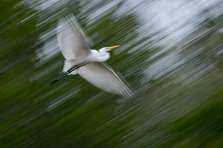 Great Egret Against Mangroves : "Wings Set Me Free" : Evelyn Jacob Photography