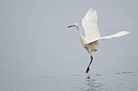 White Morph of Reddish Egret Jumping : "Wings Set Me Free" : Evelyn Jacob Photography