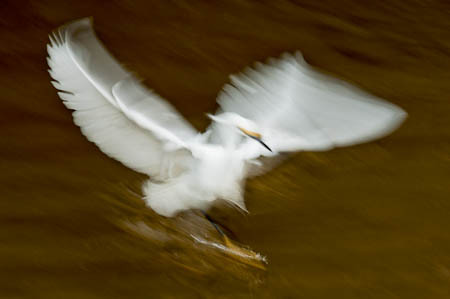 Snowy Egret Feeding Frenzy #1 : "Wings Set Me Free" : Evelyn Jacob Photography