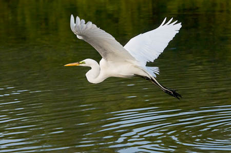 Great Egret Over Water : "Wings Set Me Free" : Evelyn Jacob Photography