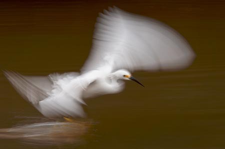 Snowy Egret Feeding Frenzy #2 : "Wings Set Me Free" : Evelyn Jacob Photography