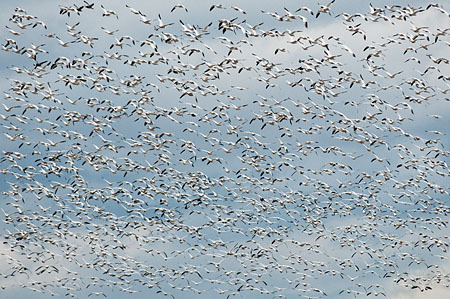 Snow Geese Filling the Sky : "Wings Set Me Free" : Evelyn Jacob Photography