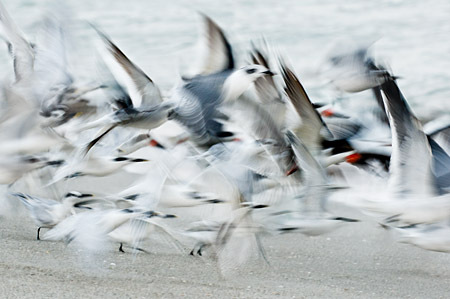 Terns and Skimmers on the Beach : "Wings Set Me Free" : Evelyn Jacob Photography