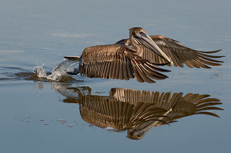 Brown Pelican Lift Off : "Wings Set Me Free" : Evelyn Jacob Photography