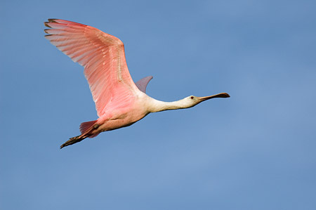 Roseate Spoonbill Ascending : "Wings Set Me Free" : Evelyn Jacob Photography