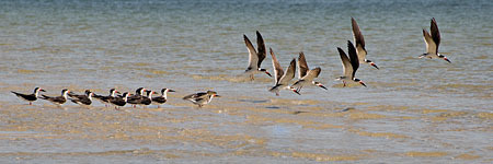 Skimmers Taking Off : "Wings Set Me Free" : Evelyn Jacob Photography