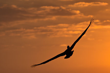Pelican at Sunset : "Wings Set Me Free" : Evelyn Jacob Photography