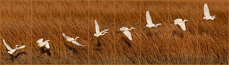 Great Egret Taking Off Composite : "Wings Set Me Free" : Evelyn Jacob Photography