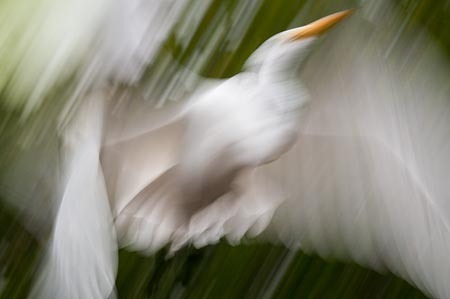 Great Egret Blast Off : "Wings Set Me Free" : Evelyn Jacob Photography