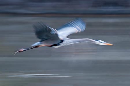 Great Blue Heron in Motion : "Wings Set Me Free" : Evelyn Jacob Photography