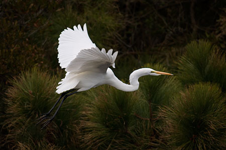 Great Egret Taking Off : "Wings Set Me Free" : Evelyn Jacob Photography