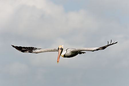 Brown Pelican Gliding : "Wings Set Me Free" : Evelyn Jacob Photography